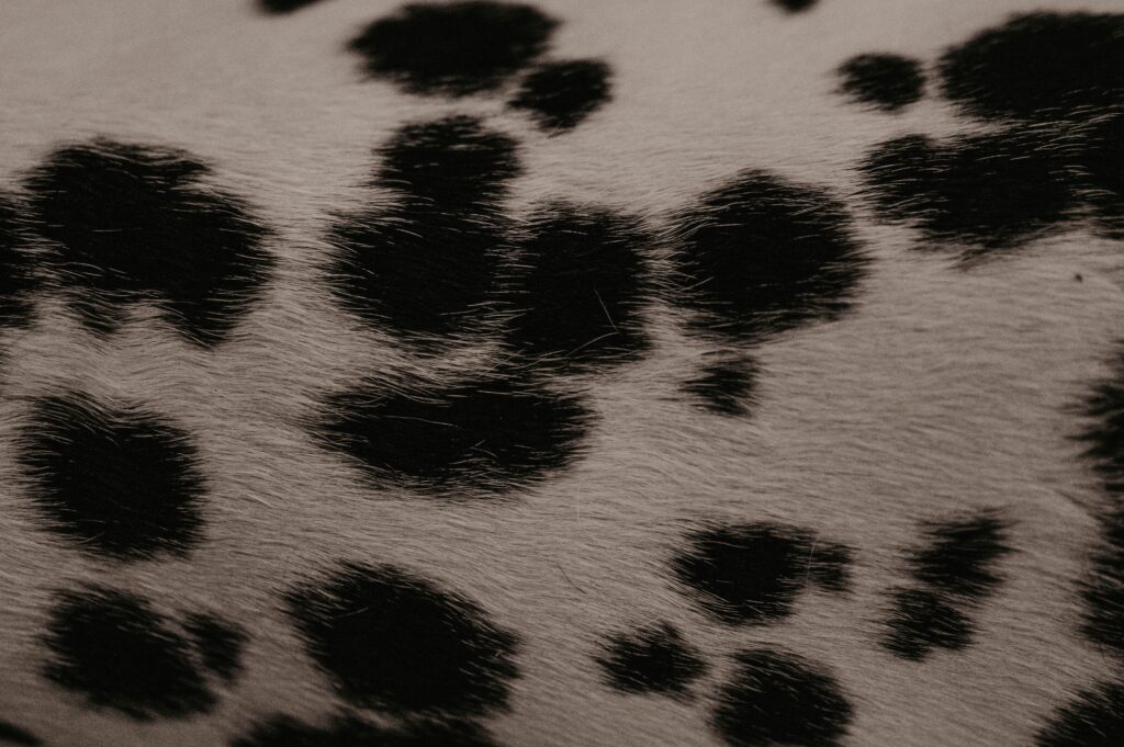 Clemencegphotographie01072025-1